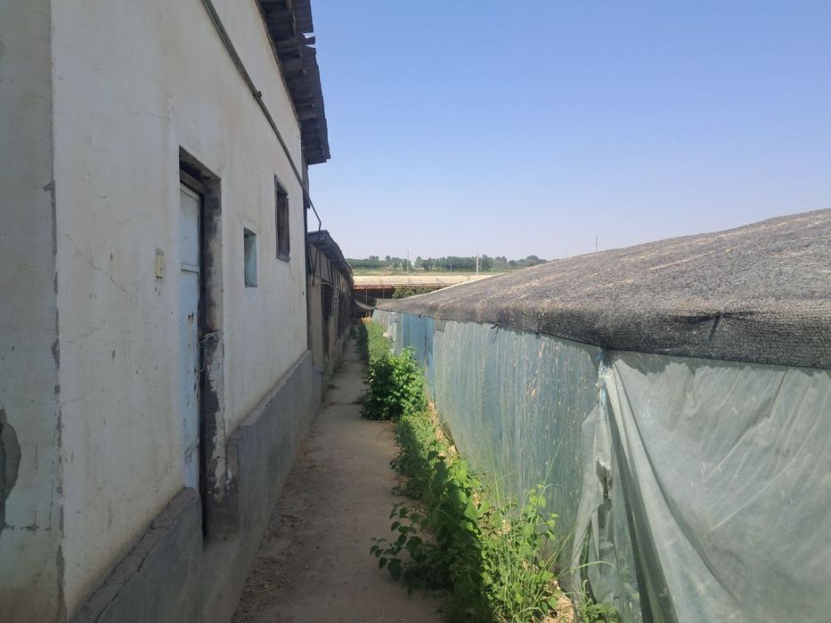 Yangiyul tumanida qora mol un ferma issiqxona teplitsasi bn sotiladi