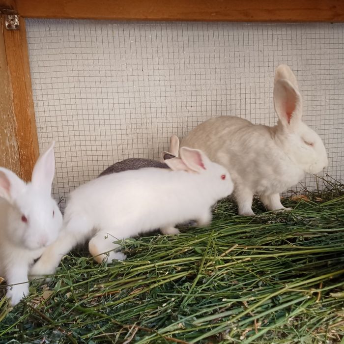 Киён болари сотилади нархи 50