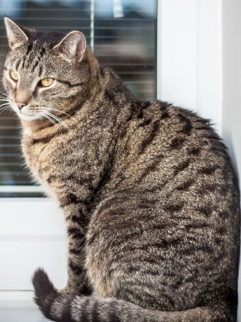 Передержка кошек и котов