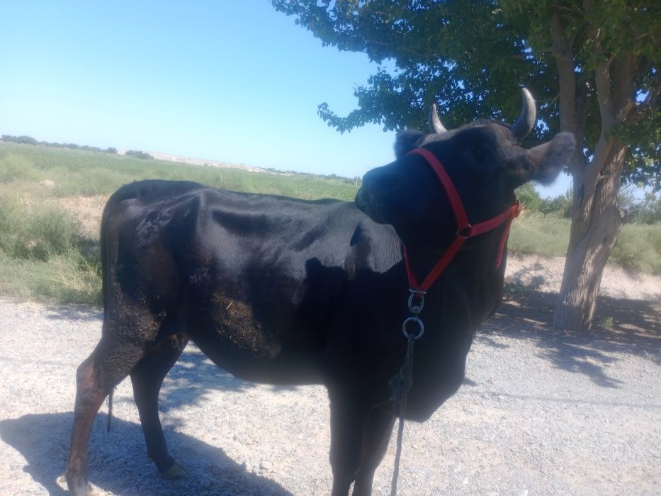 G'unojin 8 oylik bug'o'z 1chi qorin