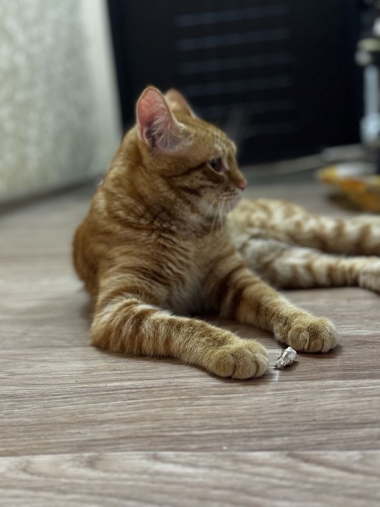 Orange cat, 1 year old