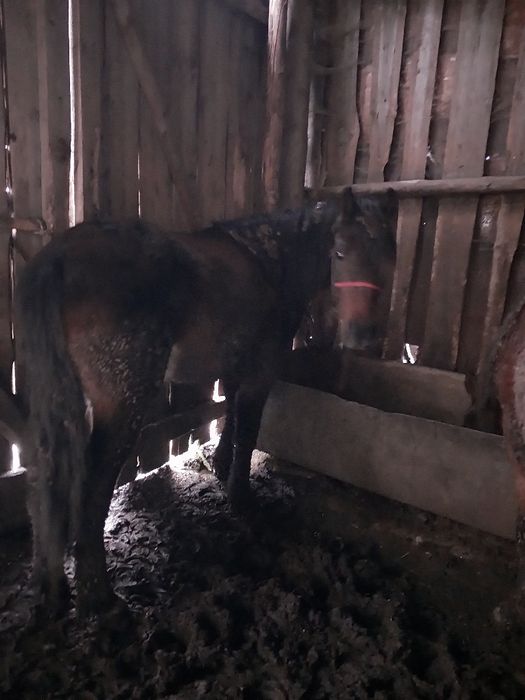 продают тай 2голов на откорме