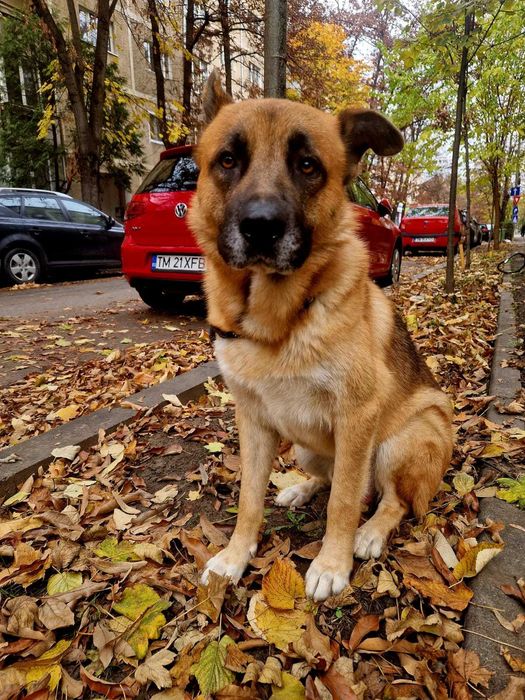 Spre adoptie un catelus Ciobanesc German