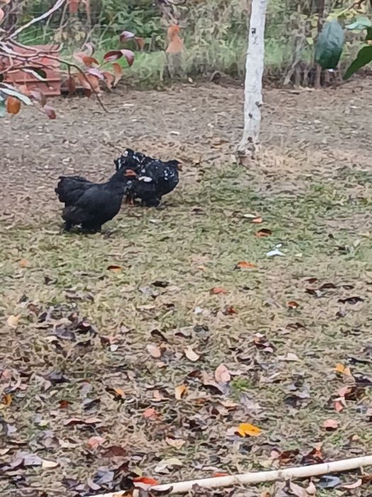 De vânzare cochinchina pitic