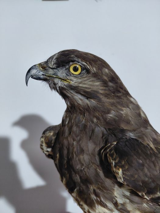 Uliu impaiat, taxidermie U2