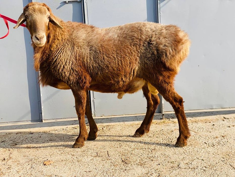 Кучкор сотилади!