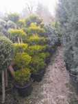 Plante Ornamentale