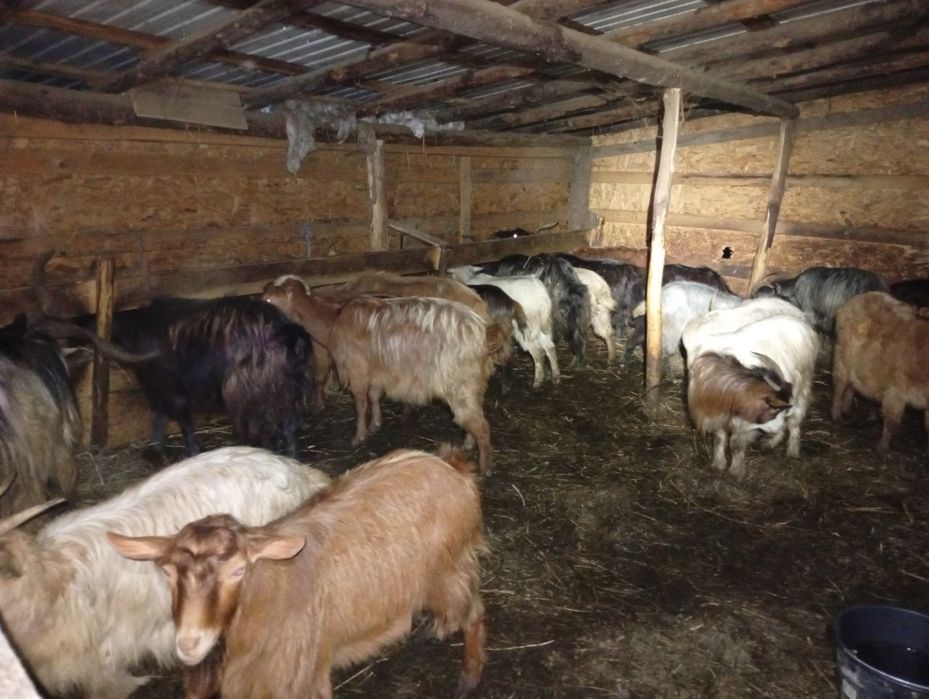 Vând sau schimb cu cal sau oi