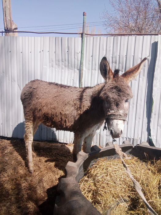 Продам ишака цена договорная