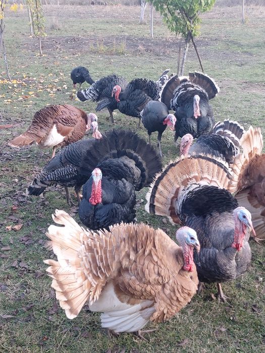 Продавам селски кокошки петли