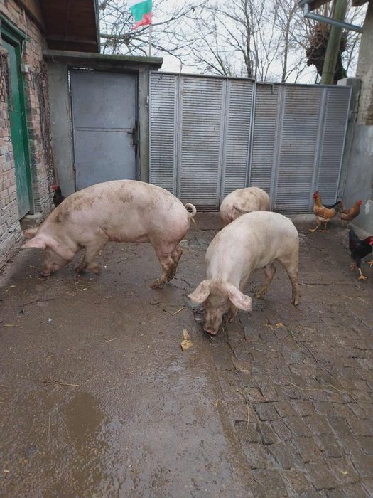 Продавам едно от прасетата