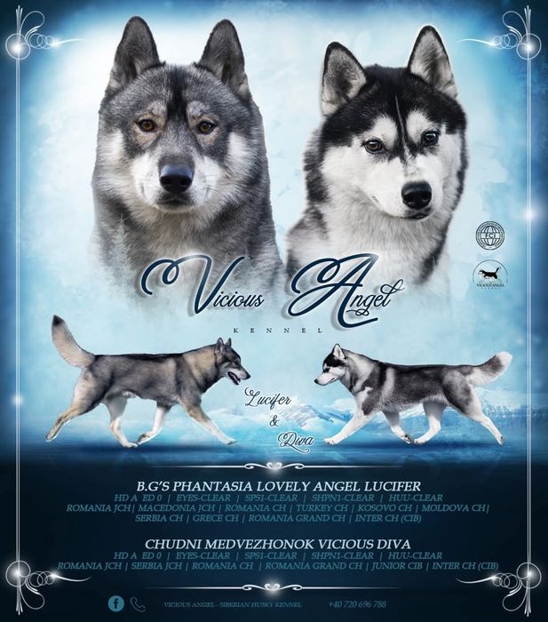 Siberian husky pedigree