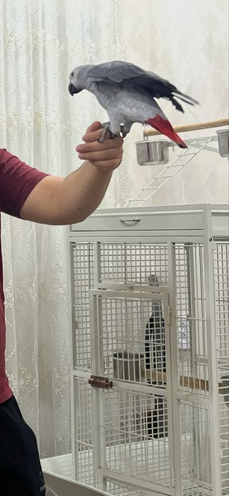 Жако попугай гапирадигон