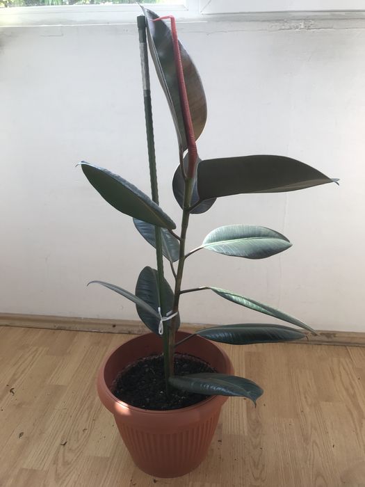Vand planta Ficus