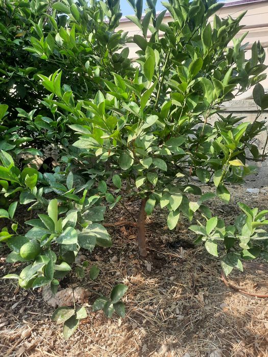 Mandarin va limon ko'chatlari sotiladi