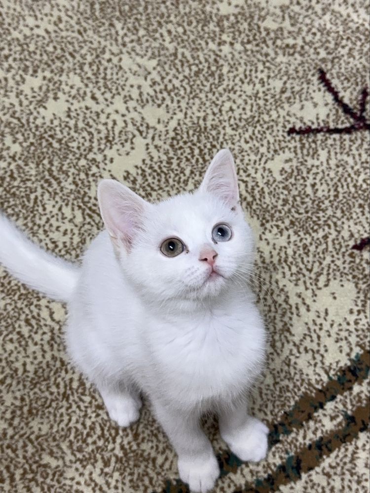Скоттиш страйт мальчик разными глазами 3 месяца