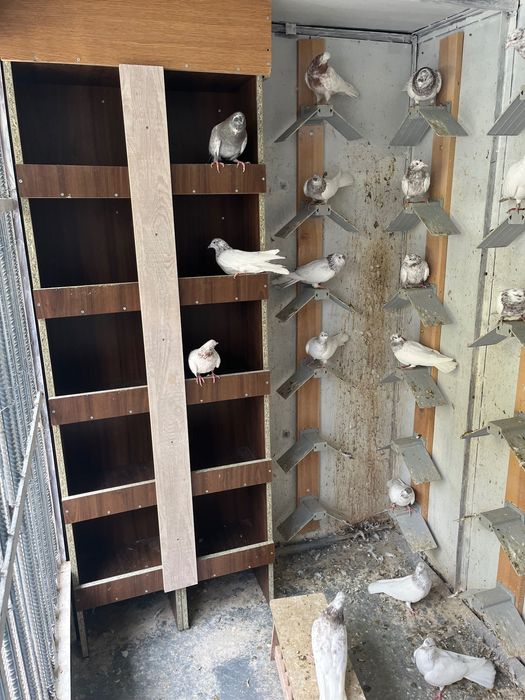 Пазарджишки високолетци