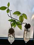 Planted Avocado naturale