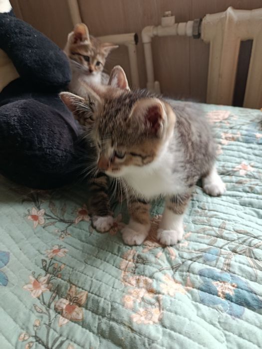 Котята в добрые ответственные руки