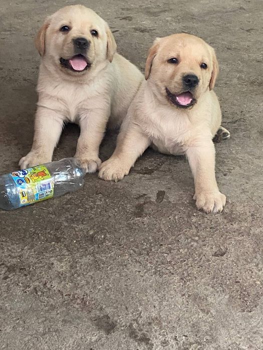 Готовятся к продаже чистокровные щенки лабрадора ретривера