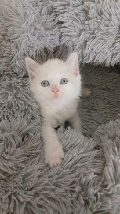 Щенята и КотЯта  ждут любящих и ответственых хозяев