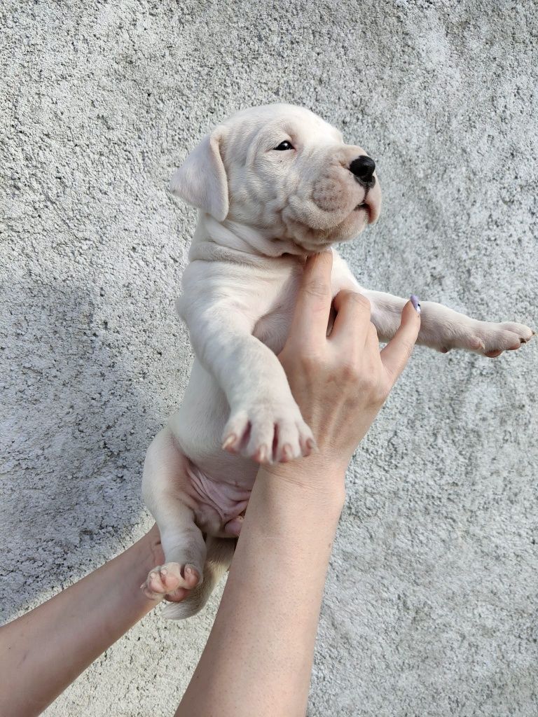 Pui cățel dog argentinian dogo argentino puppy