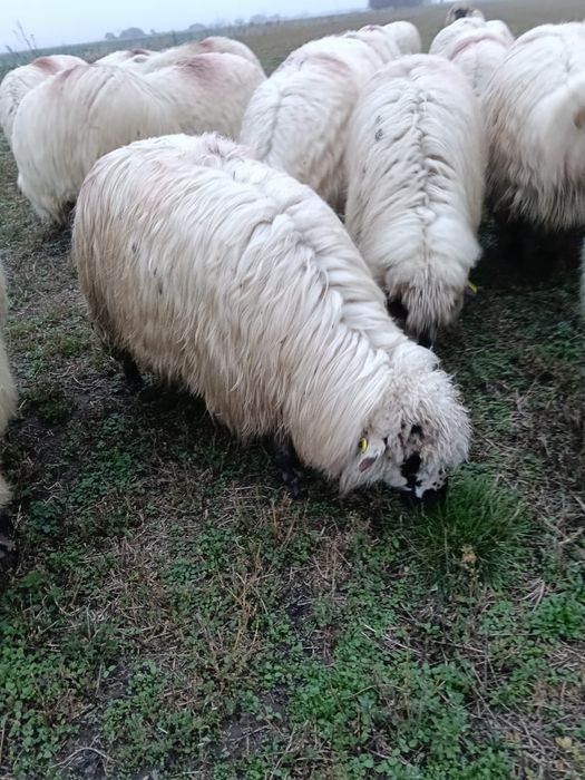 Oi disponibile de la primul miel până la al-5-lea miel.