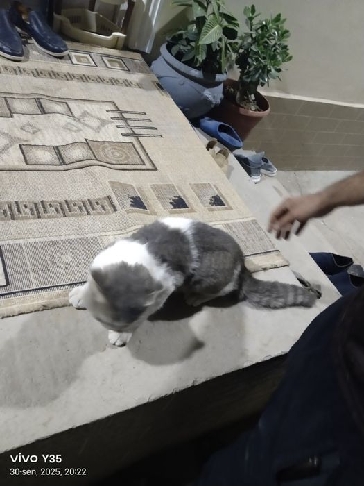 Scotish fold mushugi