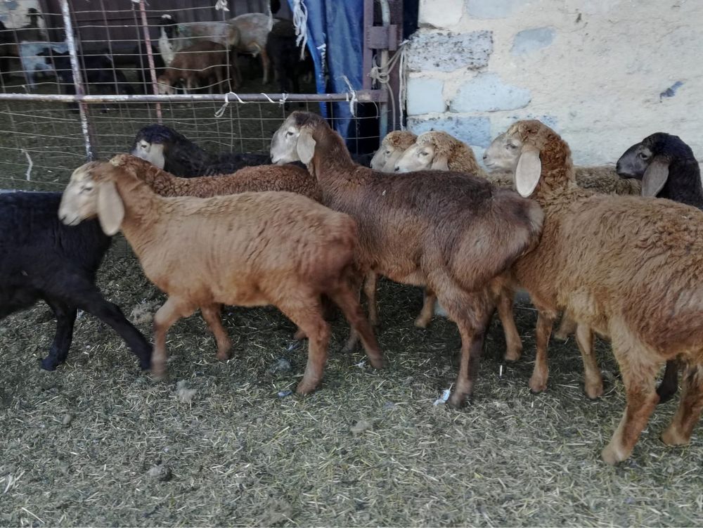 Продам молодняк баран арашан
