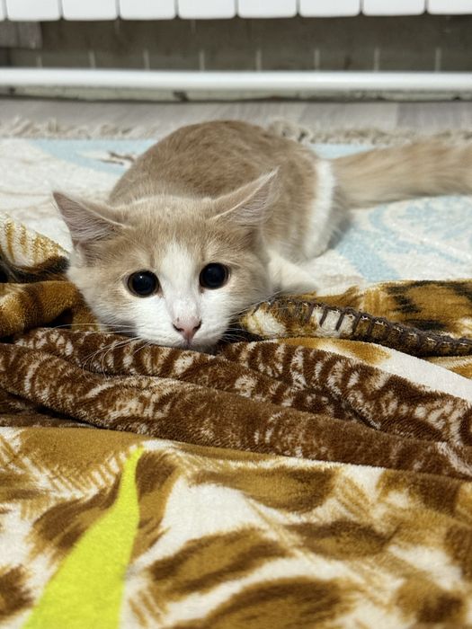 Нужен  пушистый  молодой кот для скрещивание