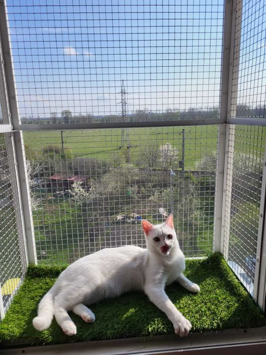 Plase metalice de protectie pentru pisici si insecte/custi/usi/balcon