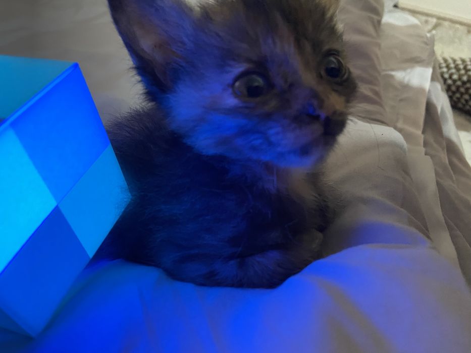 Отдам котёнка в добрые руки !  Ей больше месяца, сама кушает!