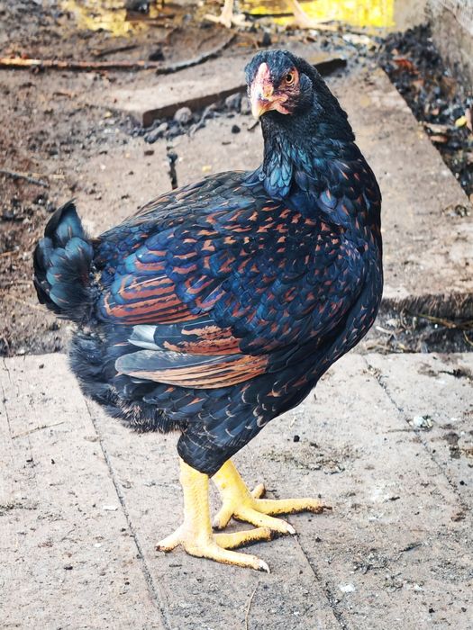 Vând sau schimb combatant indian