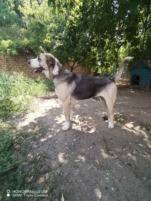 Продавам малки кучета