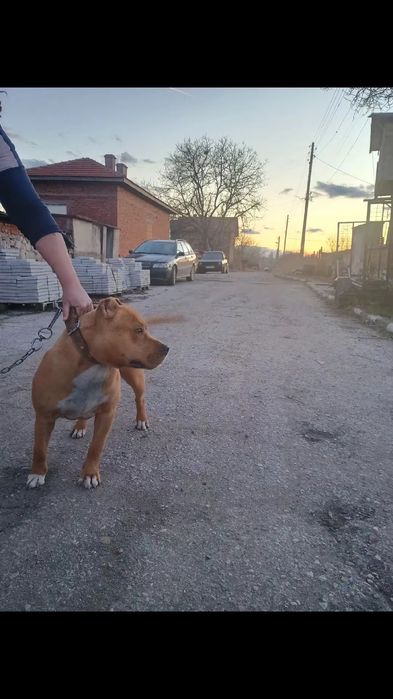 Подарявам пидбул