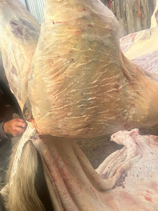 Жабағы бие соғым күздік