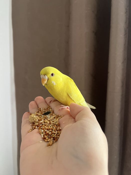 Срочно продам попугая цена договорная