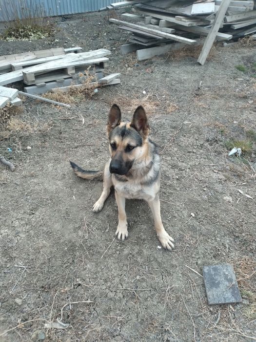 Неміс  овчаркасы