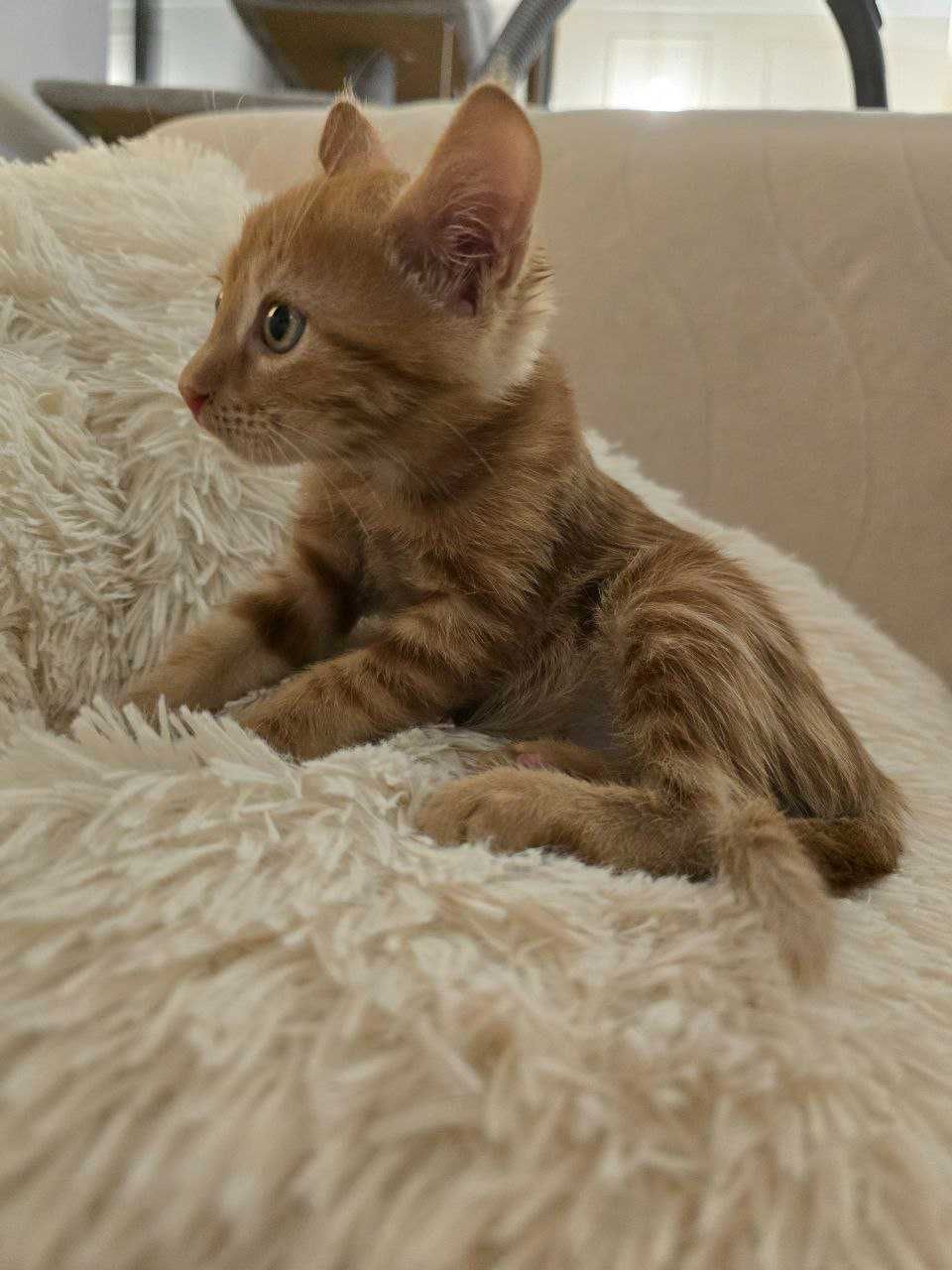 Галящо женско котенце с окраска на дива котка търси дом