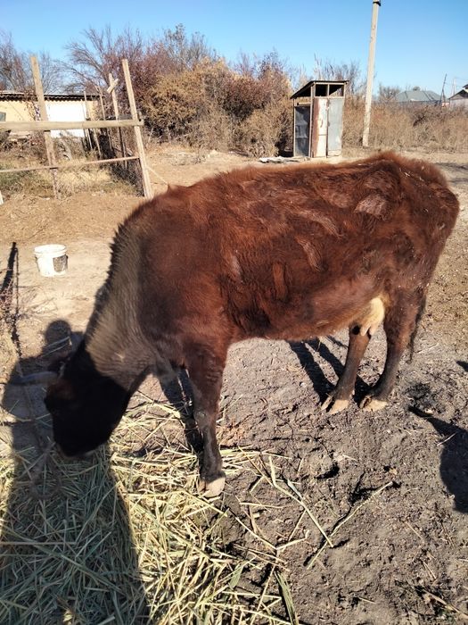 Сйыр сатылады. Буаз.