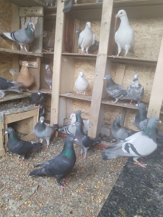 Vând porumbei voiajori