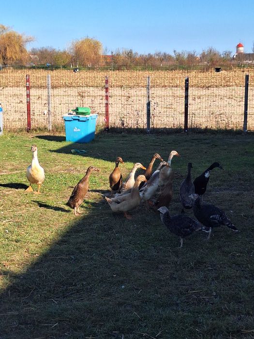 Rate Indiene Alergatoare