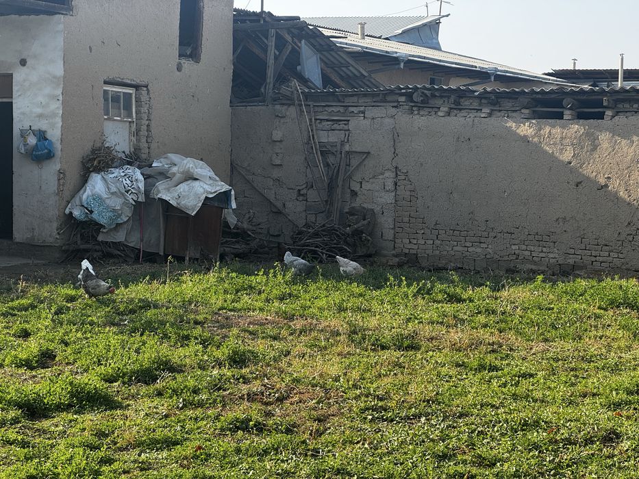 14 ta tovuq 1 ta xuroz sotiladi tovula tuxumda hammasi