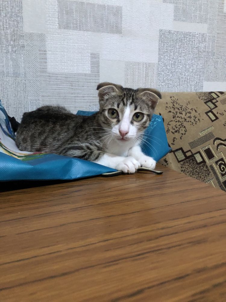 Котенок 3 месяца