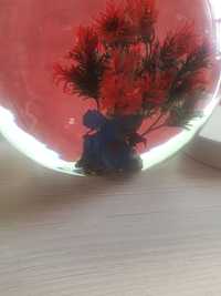 Рыбка петушок аквариум лампа