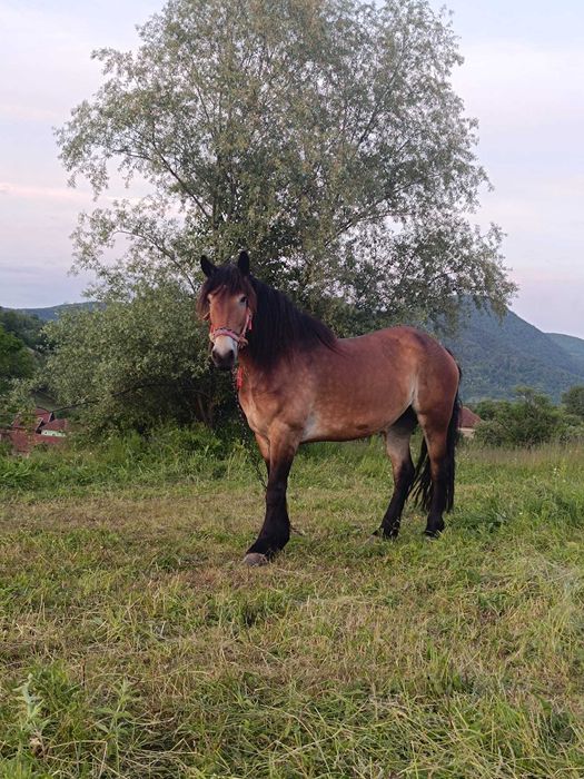 Iapa de 4 ani de vânzare.