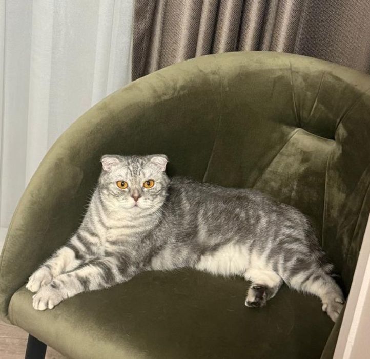 Отдам в хорошие руки кота