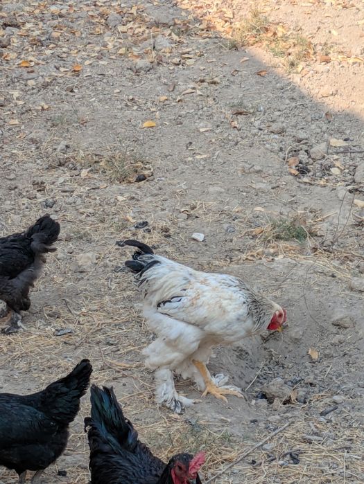 Bramma tovuq va Xorozlari bor sotuvda o'zimiz boqib katta qilganmiz