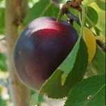 Pomi Fructiferi (Soiuri Deosebite )