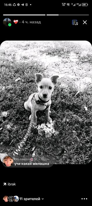 собака оситина-ося